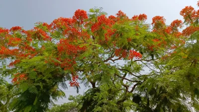 দিনাজপুরের বীরগঞ্জ কৃষ্ণচূড়ার আগুনঝরা রঙে সেজেছে । ছবি: সংগৃহিত