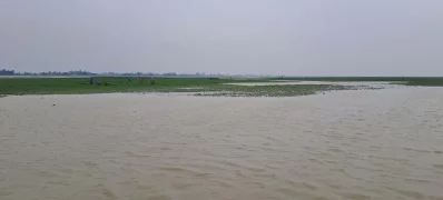 উলিপুরে তিস্তার পানি বৃদ্ধি পাওয়ায় ডুবে গেছে বাদাম ক্ষেত। ছবি: ইত্তেফাক