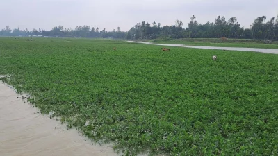 উলিপুরে তিস্তার পানি বৃদ্ধি পাওয়ায় ডুবে গেছে বাদাম ক্ষেত। ছবি: ইত্তেফাক