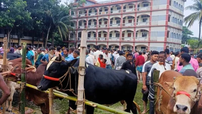 কুমিল্লায় সরকারি আদেশ অমান্য করে ৪ স্কুল মাঠে গরুর হাট। ছবি: ইত্তেফাক