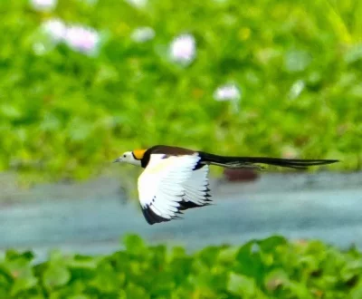 টাঙ্গাইলের ঘাটাইল উপজেলার রাণাদহ বিলের জলময়ূর । ছবি: ইত্তেফাক 