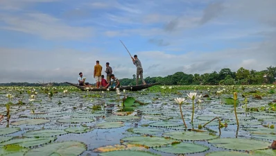 প্রতিবছর বর্ষা এলেই ফরিদপুরের সালথা উপজেলার খাল-বিল ও নিচু জমির জলাশয়গুলো সেজে ওঠে শাপলার মনোরম সৌন্দর্যে।