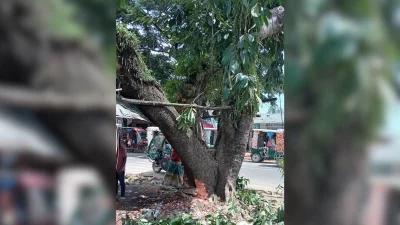 ডালপালা কেটে ফেলায় স্থানীদের মাঝে প্রতিক্রিয়া সৃষ্টি হয়েছে। 