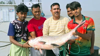 দৌলতদিয়ার পদ্মা নদীতে কৃষ্ণ হালদারে জালে ধরা পড়েছে ১৯ কেজি ওজনের এই কাতল মাছটি। ছবি: ইত্তেফাক