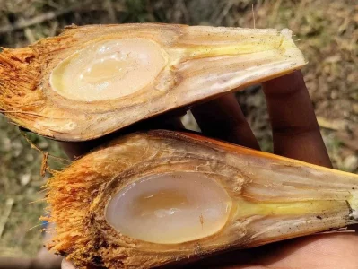 ছবি: নিশাত তাসনিয়া, ফেসবুক