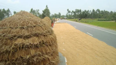দিনাজপুরের ফুলবাড়ী-মধ্যপাড়া-রংপুর মহাসড়কের বিশাল অংশ এখন কৃষকদের ধান ও ভুট্টা মাড়াইয়ের চাতালে পরিণত হয়েছে