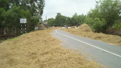 দিনাজপুরের ফুলবাড়ী-মধ্যপাড়া-রংপুর মহাসড়কের বিশাল অংশ এখন কৃষকদের ধান ও ভুট্টা মাড়াইয়ের চাতালে পরিণত হয়েছে