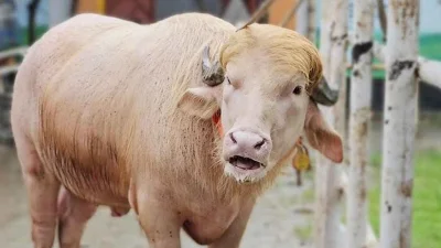 গোলাপি রঙের এই বিশাল আকৃতির মহিষটির নাম রাখা হয়েছে &lsquo;ডোনাল্ড ট্রাম্প&rsquo;। ছবি: সংগৃহীত