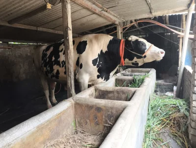 আকার-আকৃতি আর রাজকীয় গঠনের কারণে এলাকায় আলোচনার জন্ম দিয়েছে গরুটি। ছবি: ইত্তেফাক