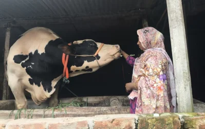 তাজা খাবার ছাড়া কিছুই মুখে নেয় না কিছুই গরুটি। এ কারণে নাম রাখা হয়েছে &lsquo;জমিদার&rsquo;। ছবি: ইত্তেফাক