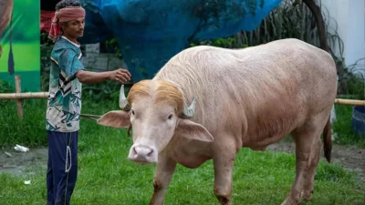 ট্রাম্প মহিষ