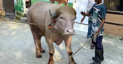 ট্রাম্প মহিষ