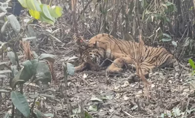 গত ৩ জানুয়ারি সুন্দরবনে শিকারিদের পেতে রাখা হরিণ ধরার ফাঁদে আটকে যায় বাঘিনিটি। ফাইল ছবি