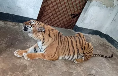 সুস্থ হয়ে বাঘিনিটি আগের চেহারায় ফিরেছে। বেড়েছে ক্ষিপ্রতা। ছবি: সংগৃহীত