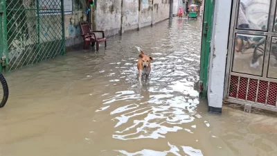 টানা বৃষ্টিতে মিরপুরের শেওড়াপাড়ায় জলাবদ্ধতা