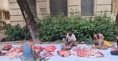 পশু জবাই নিষেধাজ্ঞার প্রতিবাদে জবির উপাচার্য ভবনের পাশে গরু জবাই