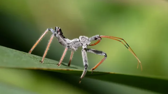 Assassin Bug