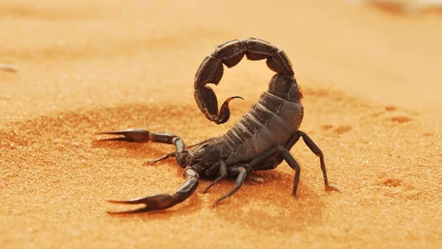 scorpio
