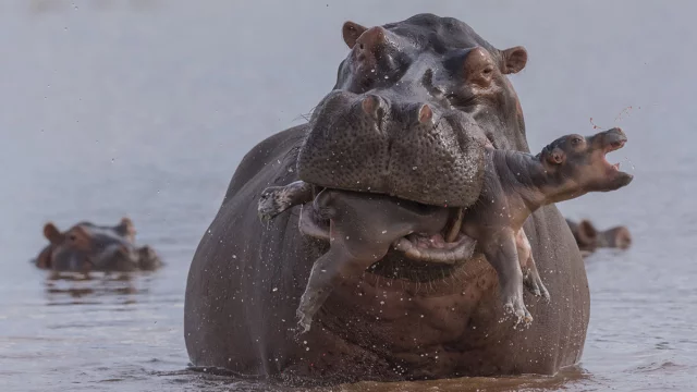 hippo