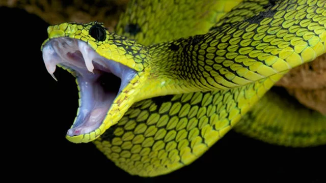snake22