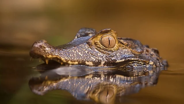 crocodile