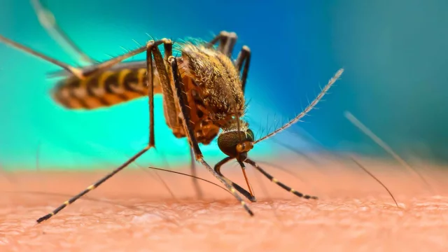 mosqute