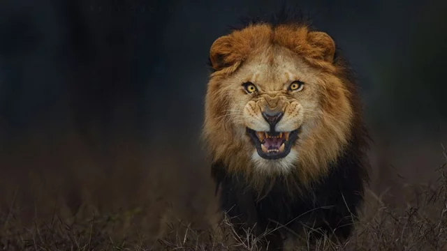 lion