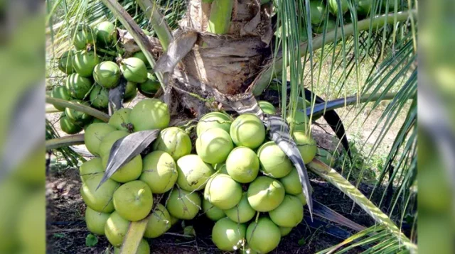 তিন বছরেই নারকেল, ফল দেবে টানা ৮০ বছর!