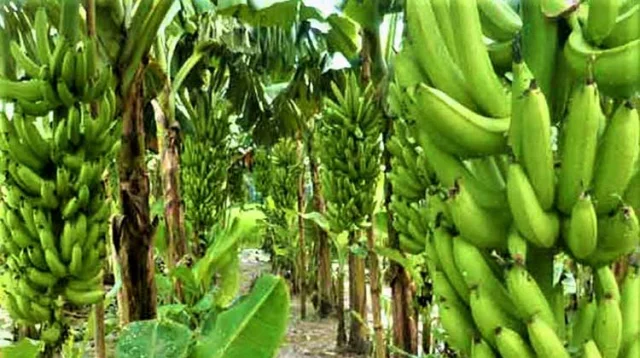 Jinsiy aloqada bolgan semiz mulat ayollarning fotosuratlari Qashshoqlar xd