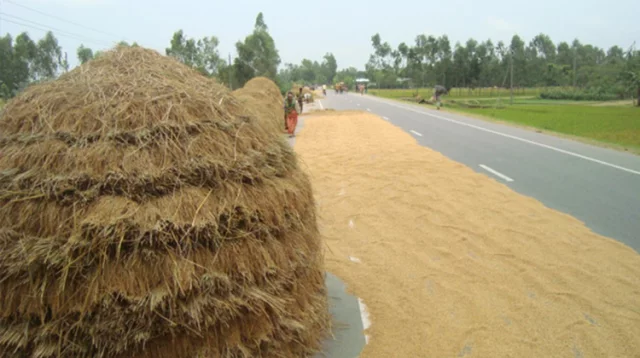 সড়ক তো নয় যেন ধানের চাতাল, বাড়ছে দুর্ঘটনা