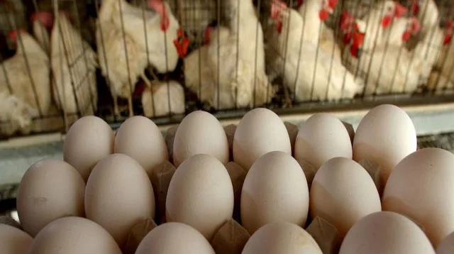 দেশে বছরে উৎপাদিত হয় ২ হাজার ৫৭ কোটি ডিম