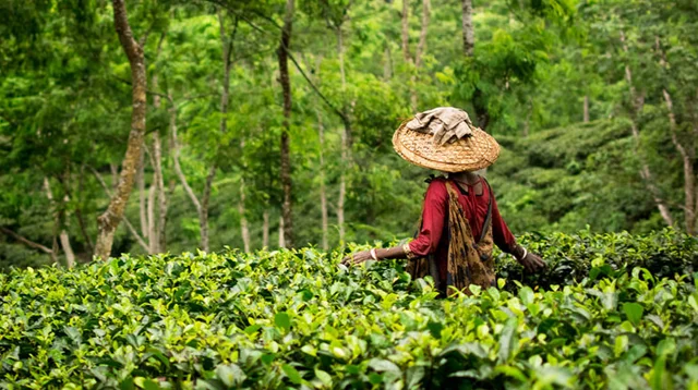 সমতলে চায়ের স্বর্গ পঞ্চগড়