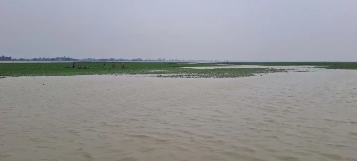 উলিপুরে তিস্তার পানি বৃদ্ধি পাওয়ায় ডুবে গেছে বাদাম ক্ষেত। ছবি: ইত্তেফাক