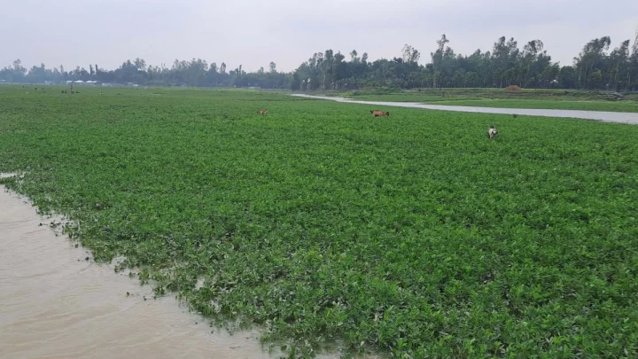 উলিপুরে তিস্তার পানি বৃদ্ধি পাওয়ায় ডুবে গেছে বাদাম ক্ষেত। ছবি: ইত্তেফাক