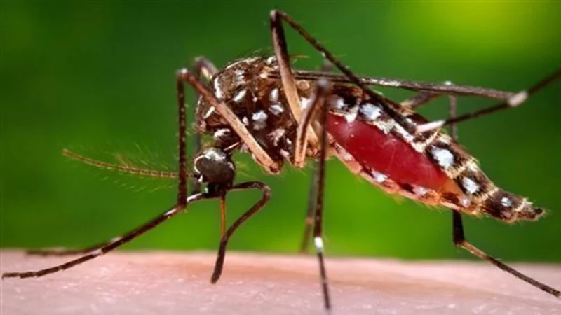 Spermatozoidlar bachadonga qanday kiradi