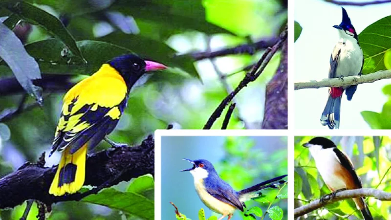 পাখি ও পরিবেশ