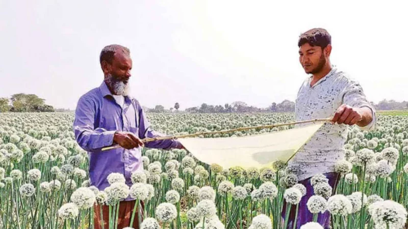 রাজশাহীতে নতুন পদ্ধতিতে বাড়ছে পেঁয়াজ বীজের উৎপাদন