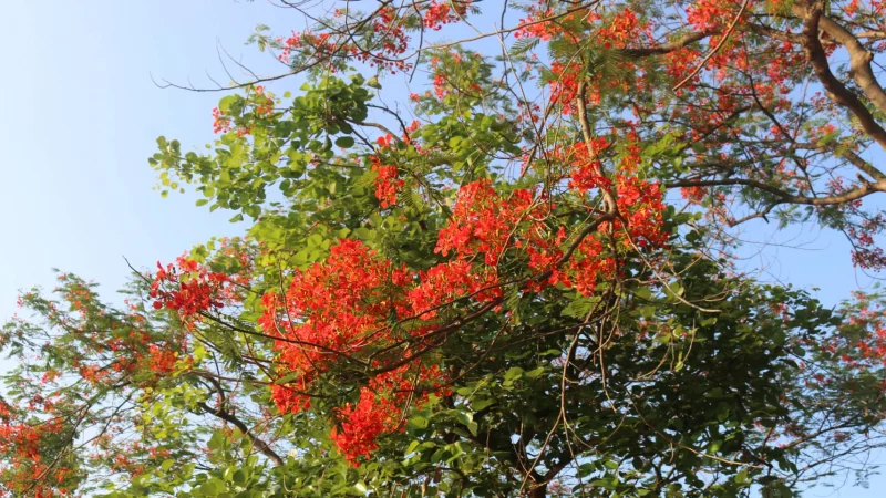 Yana jinsiy aloqa Kelinning oyoqlari