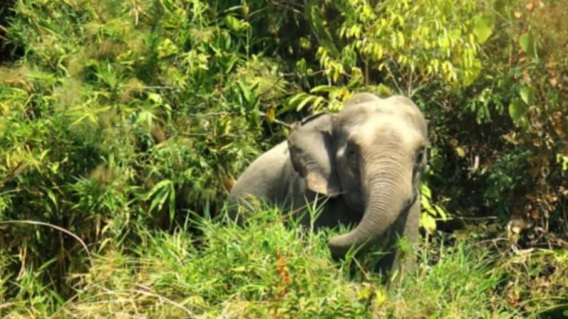 বন্য হাতির আক্রমণে প্রাণ গেলো মা ও শিশুকন্যার - Image 1