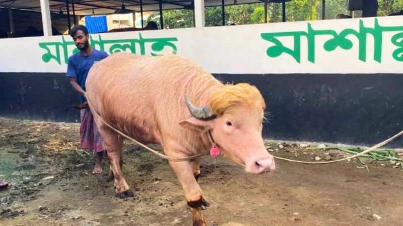 কোরবানির বদলে যে কারণে চিড়িয়াখানায় জায়গা হলো ‘ডোনাল্ড ট্রাম্পের’